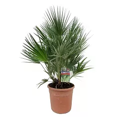 Пальма Хамеропс Хумилис - Chamaerops Humilis D25 H100