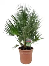 Пальма Хамеропс Хумилис - Chamaerops Humilis D25 H100