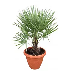 Пальма Хамеропс Хумилис - Chamaerops Humilis D20 H80