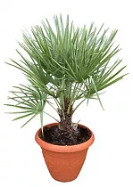 Пальма Хамеропс Хумилис - Chamaerops Humilis D20 H80