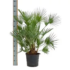 Пальма Хамеропс Хумилис - Chamaerops Humilis D40 H115