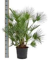 Пальма Хамеропс Хумилис - Chamaerops Humilis D40 H115
