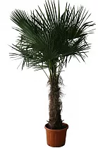Пальма Хамеропс Хумилис - Chamaerops Humilis D60 H250