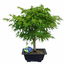 Бонсай клен дланевидный - Bonsai Acer Palmatum Katsura D24 H50