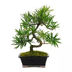 Бонсай Подокарпус (Ногоплодник) - Bonsai Podocarpus D12 H20