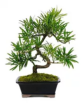 Бонсай Подокарпус (Ногоплодник) - Bonsai Podocarpus D12 H20