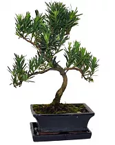 Бонсай Подокарпус (Ногоплодник) - Bonsai Podocarpus D15 H25