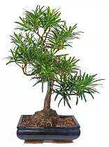 Бонсай Подокарпус (Ногоплодник) - Bonsai Podocarpus D15 H30