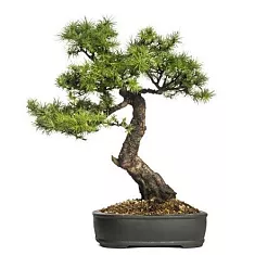 Бонсай Лиственница - Bonsai Pseudolarix D25 H40