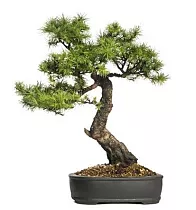 Бонсай Лиственница - Bonsai Pseudolarix D25 H40