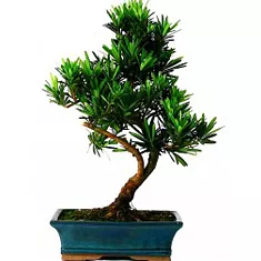 Бонсай Подокарпус (Ногоплодник) - Bonsai Podocarpus D20 H35