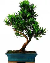 Бонсай Подокарпус (Ногоплодник) - Bonsai Podocarpus D20 H35