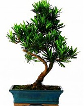 Бонсай Подокарпус (Ногоплодник) - Bonsai Podocarpus D20 H35