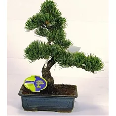 Бонсай Сосна - Bonsai Pinus D15 H35
