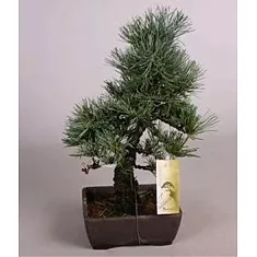 Бонсай Сосна- Bonsai Pinus D17 H45