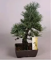 Бонсай Сосна- Bonsai Pinus D17 H45
