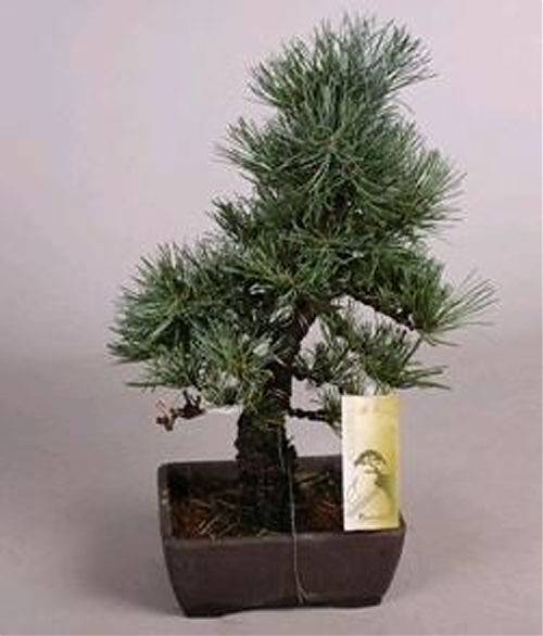 Бонсай Сосна- Bonsai Pinus D17 H45