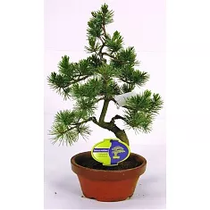 Бонсай Сосна - Bonsai Pinus D20 H45