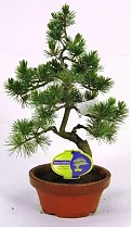 Бонсай Сосна - Bonsai Pinus D20 H45