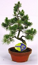 Бонсай Сосна - Bonsai Pinus D20 H45