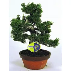 Бонсай Сосна - Bonsai Pinus D20 H45