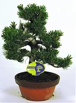 Бонсай Сосна - Bonsai Pinus D20 H45