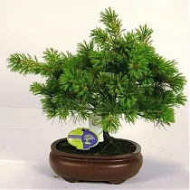 Бонсай Сосна - Bonsai Pinus D20 H45