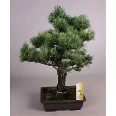 Бонсай Сосна - Bonsai Pinus D30 H50