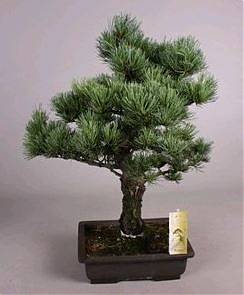Бонсай Сосна - Bonsai Pinus D30 H50