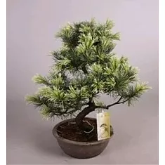 Сосна пестрая хвойный бонсай - Bonsai Pinus D19 H45