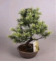 Сосна пестрая хвойный бонсай - Bonsai Pinus D19 H45