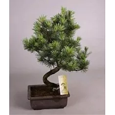 Сосна пестрая хвойный бонсай - Bonsai Pinus D22 H50