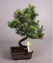Сосна пестрая хвойный бонсай - Bonsai Pinus D22 H50