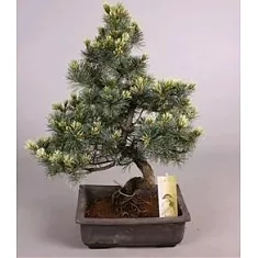 Сосна пестрая хвойный бонсай - Bonsai Pinus D25 H50