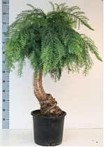 Бонсай Араукария Высота D30 H135.