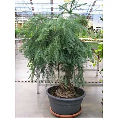 Бонсай Араукария- Bonsai Araucaria D40 H175