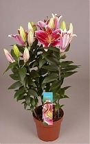 Лилия в горшке Восточная розовая - Lilium Or Souvenir D12 H45