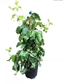 Пассифлора Эдулис Фредерик - Passiflora edulis Frederick D18 H120