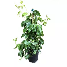 Пассифлора Эдулис Фредерик - Passiflora edulis Frederick D18 H120