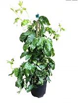 Пассифлора Эдулис Фредерик - Passiflora edulis Frederick D18 H120
