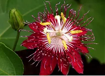 Маракуйя сорт Колумбийская красная (Пассифлора съедобная) - Passiflora edulis D18 H100