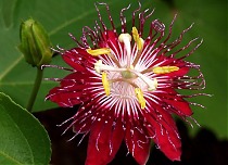 Маракуйя сорт Колумбийская красная (Пассифлора съедобная) - Passiflora edulis D18 H100