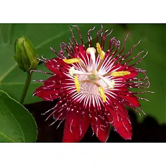 Маракуйя сорт Колумбийская красная (Пассифлора съедобная) - Passiflora edulis D18 H100