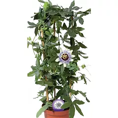 Пассифлора Эдулис Фредерик - Passiflora edulis Frederick D18 H100