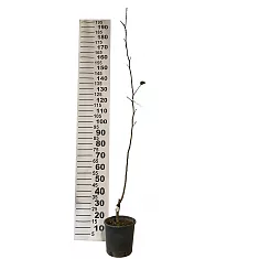 Хурма Каки Мелла - Diospyros Kaki Mela D24 H180