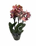 Фаленопсис Мини Арома 2 цветоноса - Phalaenopsis D12 H20