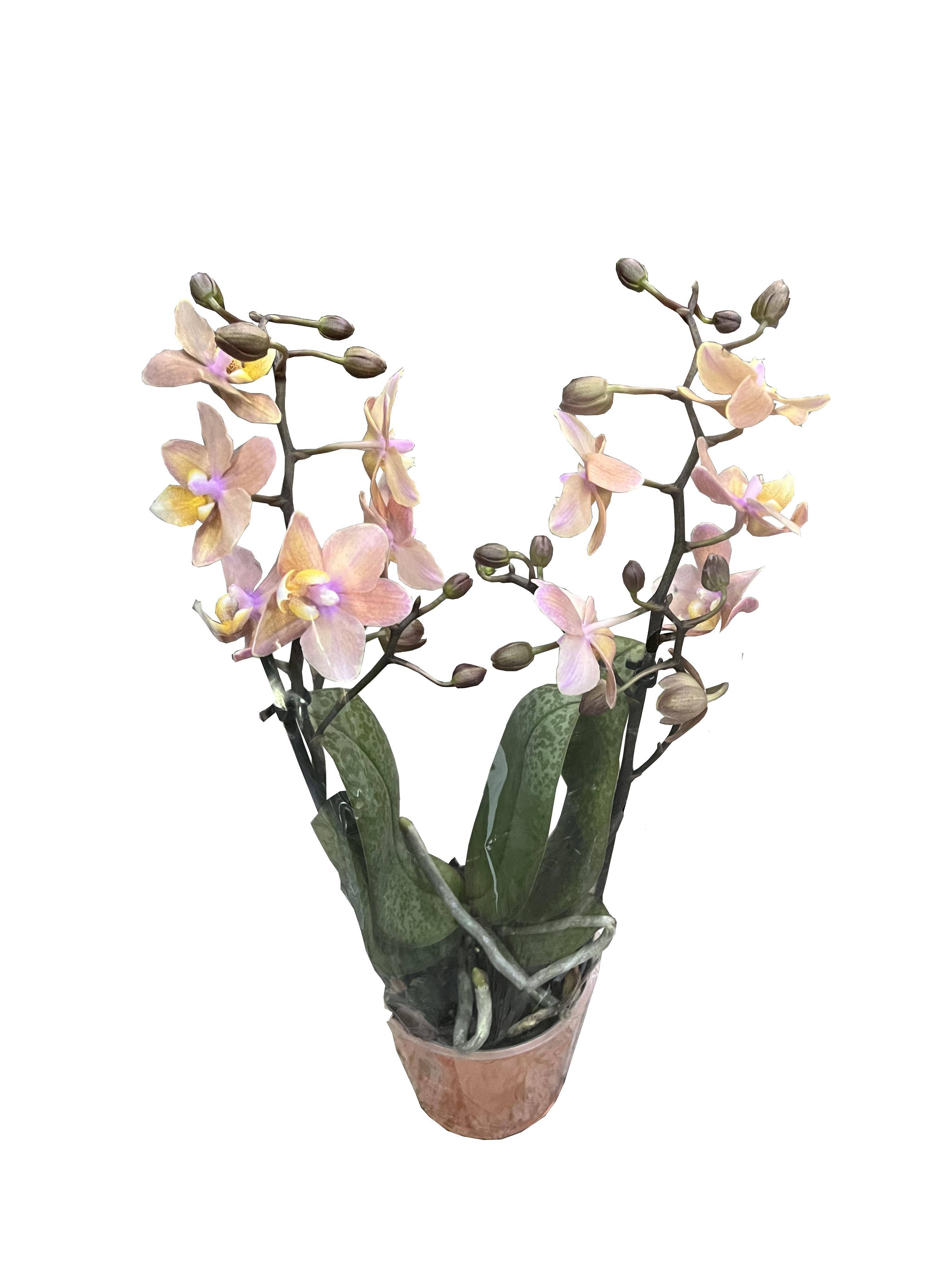 Фаленопсис Мини Арома 2 цветоноса Сэншн - Phalaenopsis Scention D12 H20