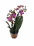 Фаленопсис Мини Арома 1 цветонос - Phalaenopsis D12 H20