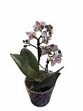 Фаленопсис Мини Арома 2 цветоноса - Phalaenopsis D12 H20
