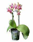 Фаленопсис арома Лиодоро 2 цветоноса - Liodoro Phalaenopsis D12 H20